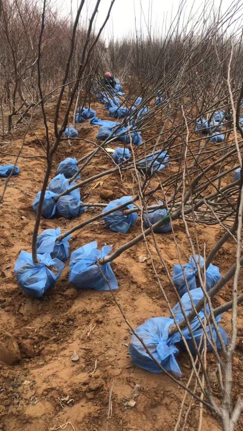 苹果树苗各规格齐全、绿化工程、占地裸根、土球均可操作
