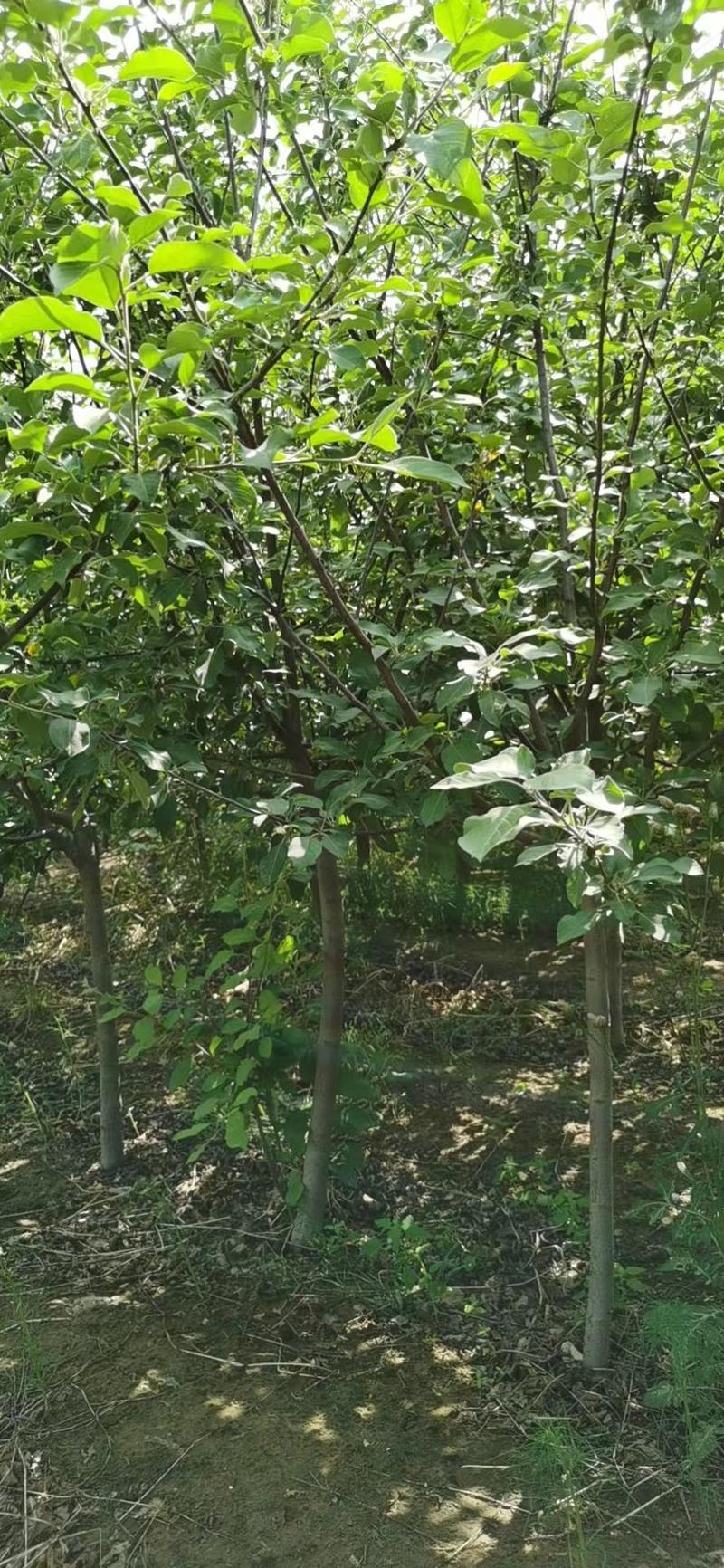 苹果树苗各规格齐全、绿化工程、占地裸根、土球均可操作