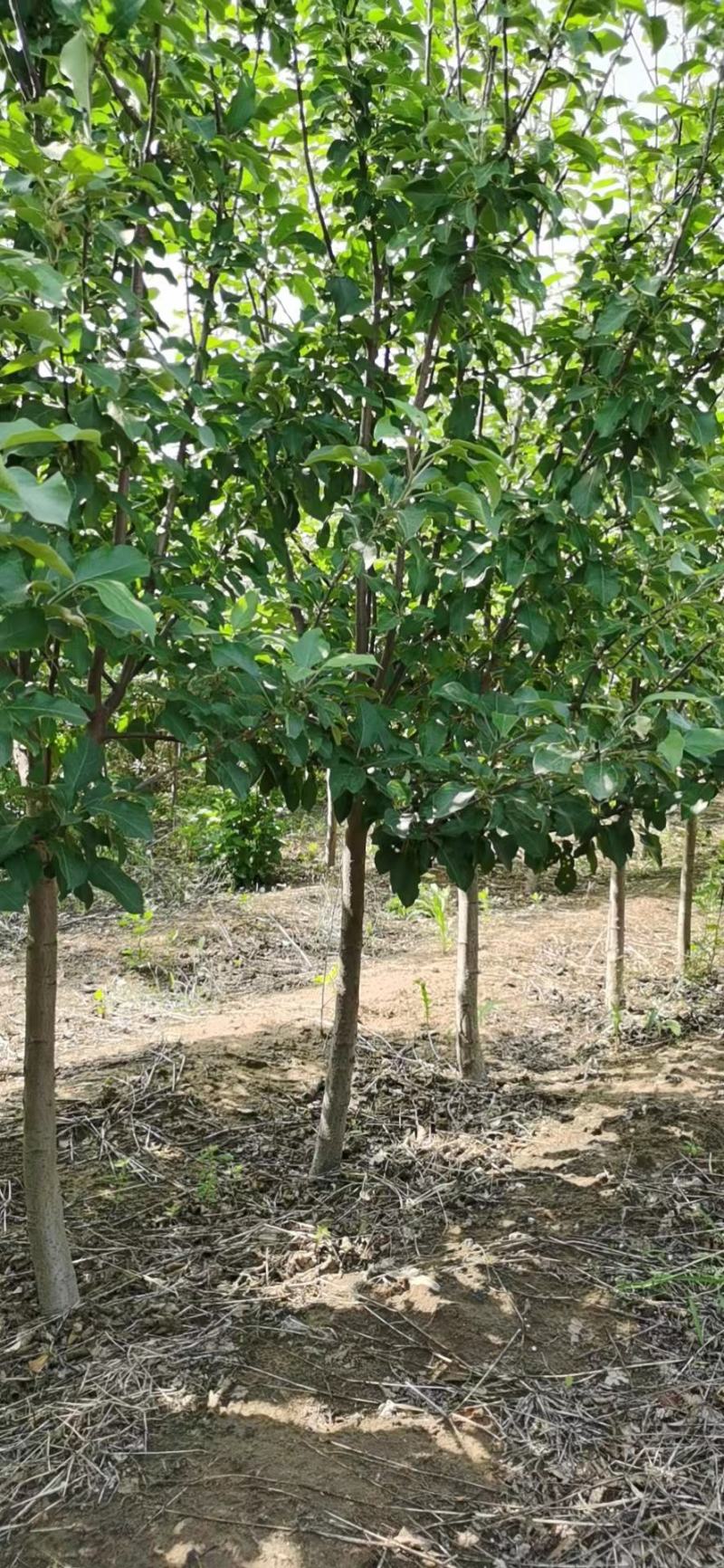 苹果树苗各规格齐全、绿化工程、占地裸根、土球均可操作