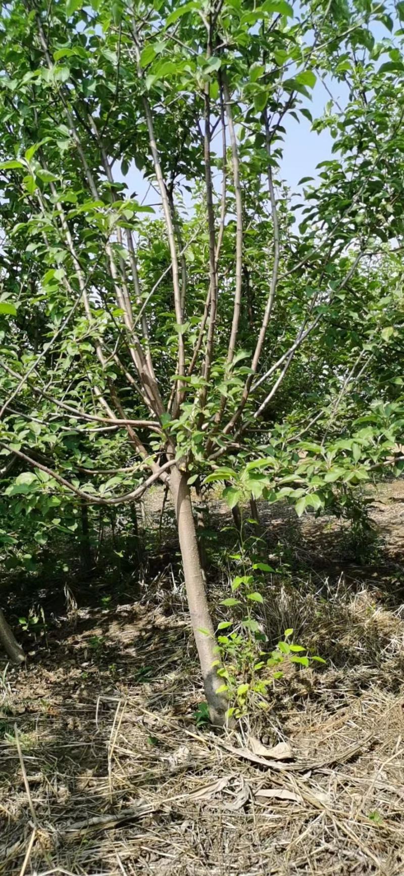 苹果树苗各规格齐全、绿化工程、占地裸根、土球均可操作
