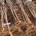 杏树苗各规格齐全、裸根土球均可操作、占地绿化工程