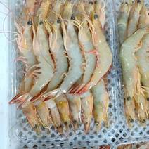 明虾、白虾、大对虾、天然海捕虾、活虾速冻、广西北部湾海产