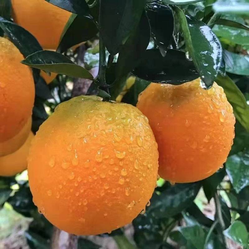 赣南脐橙赣州市信丰县