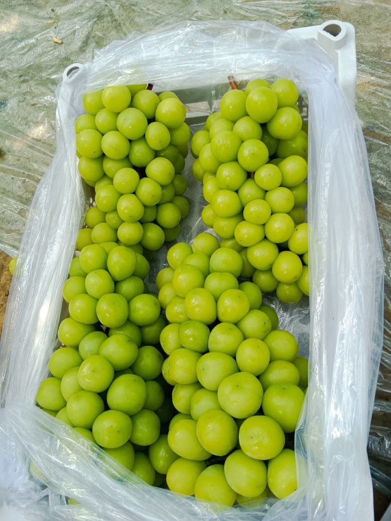 精品巨峰葡萄，辽峰葡萄，阳光玫瑰葡萄，大量上市
