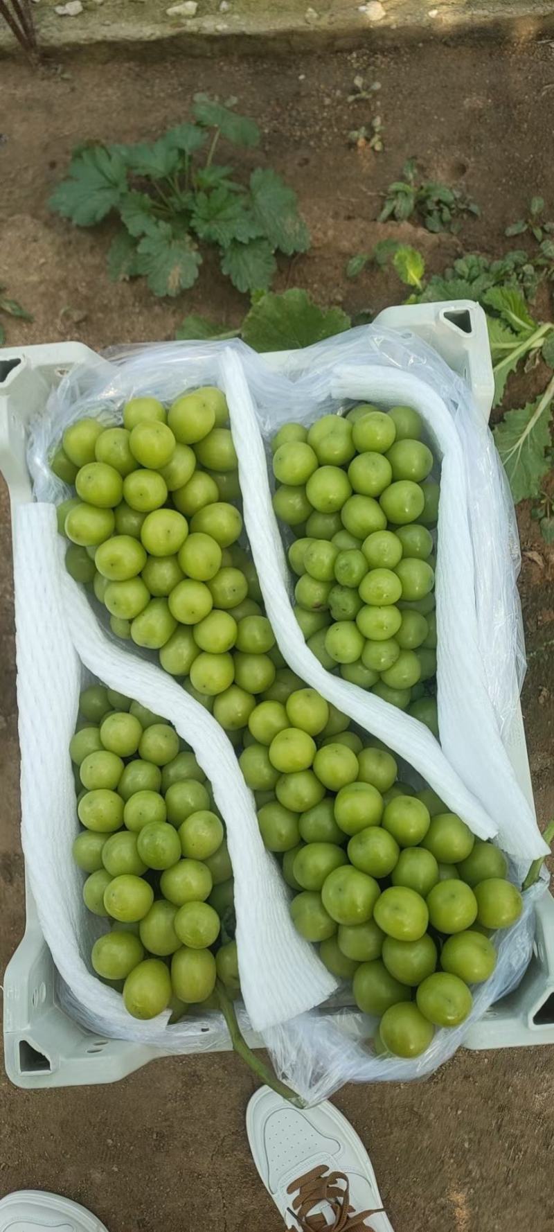 精品巨峰葡萄，辽峰葡萄，阳光玫瑰葡萄，大量上市