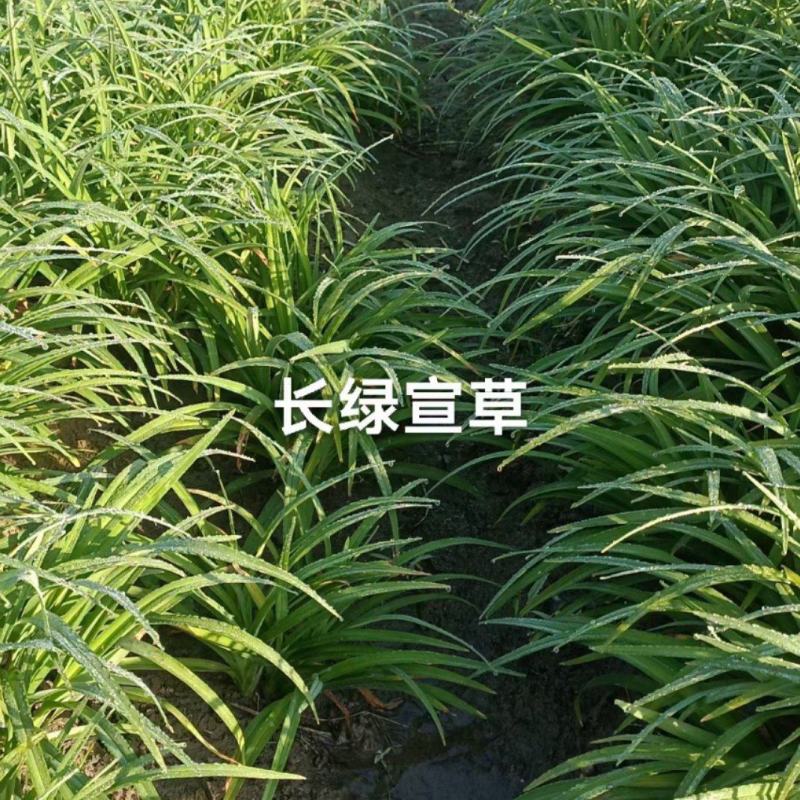 常绿萱草