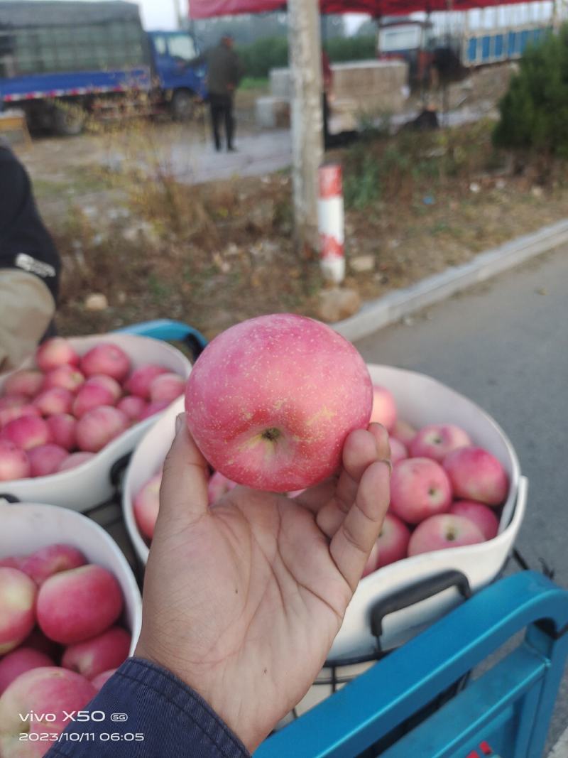 栖霞红富士