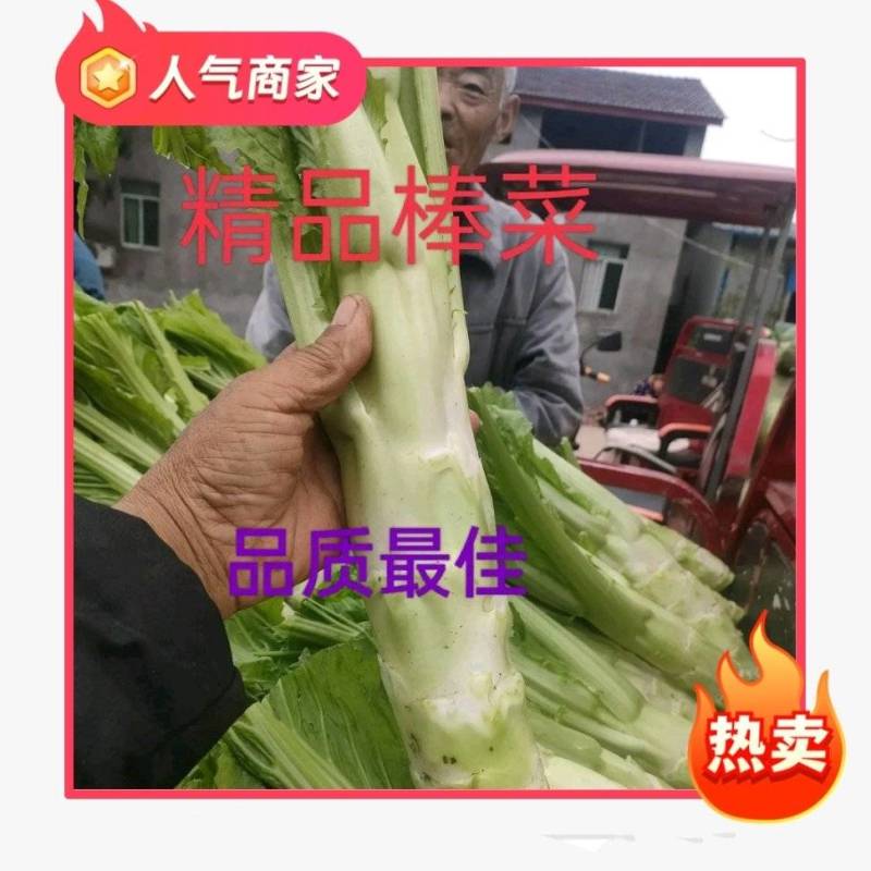 棒菜8两以上无班点3皮叶包心，齐头。做工精细二白皮。