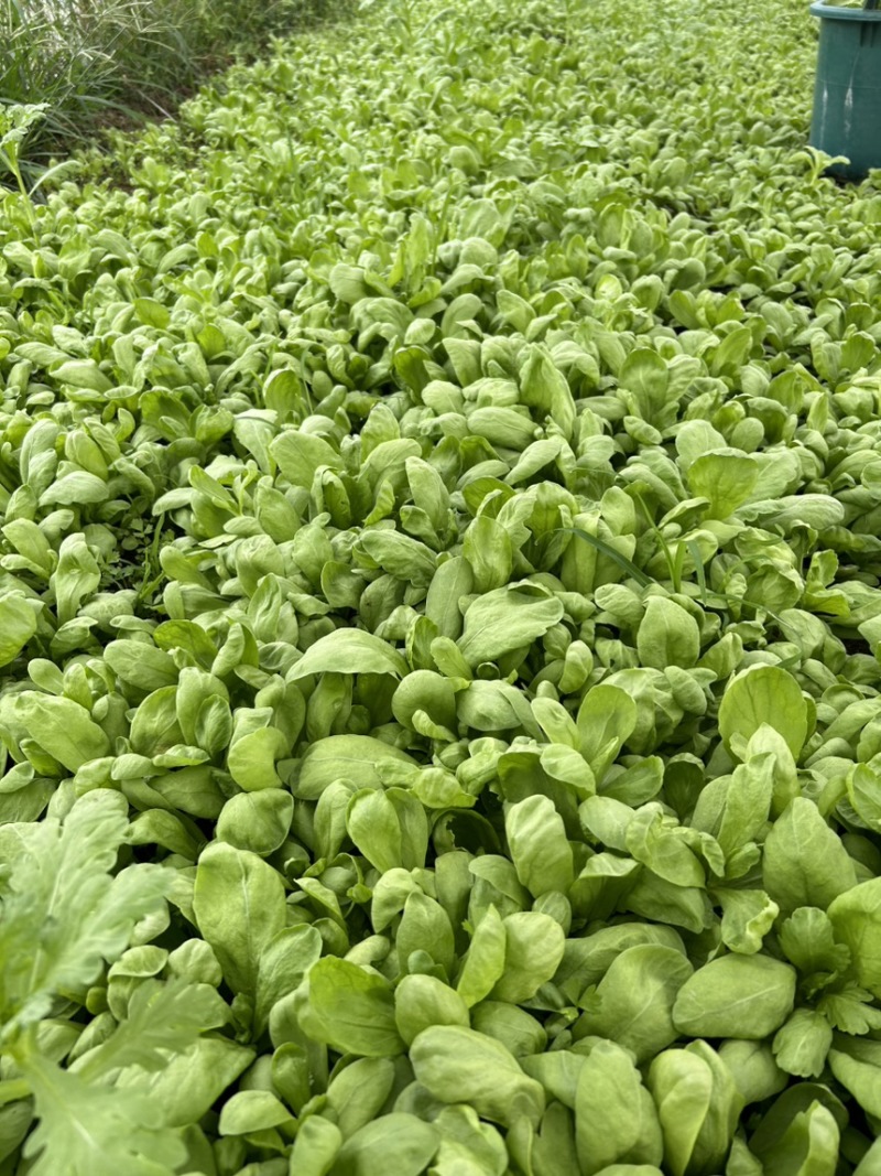 精品大叶茼蒿