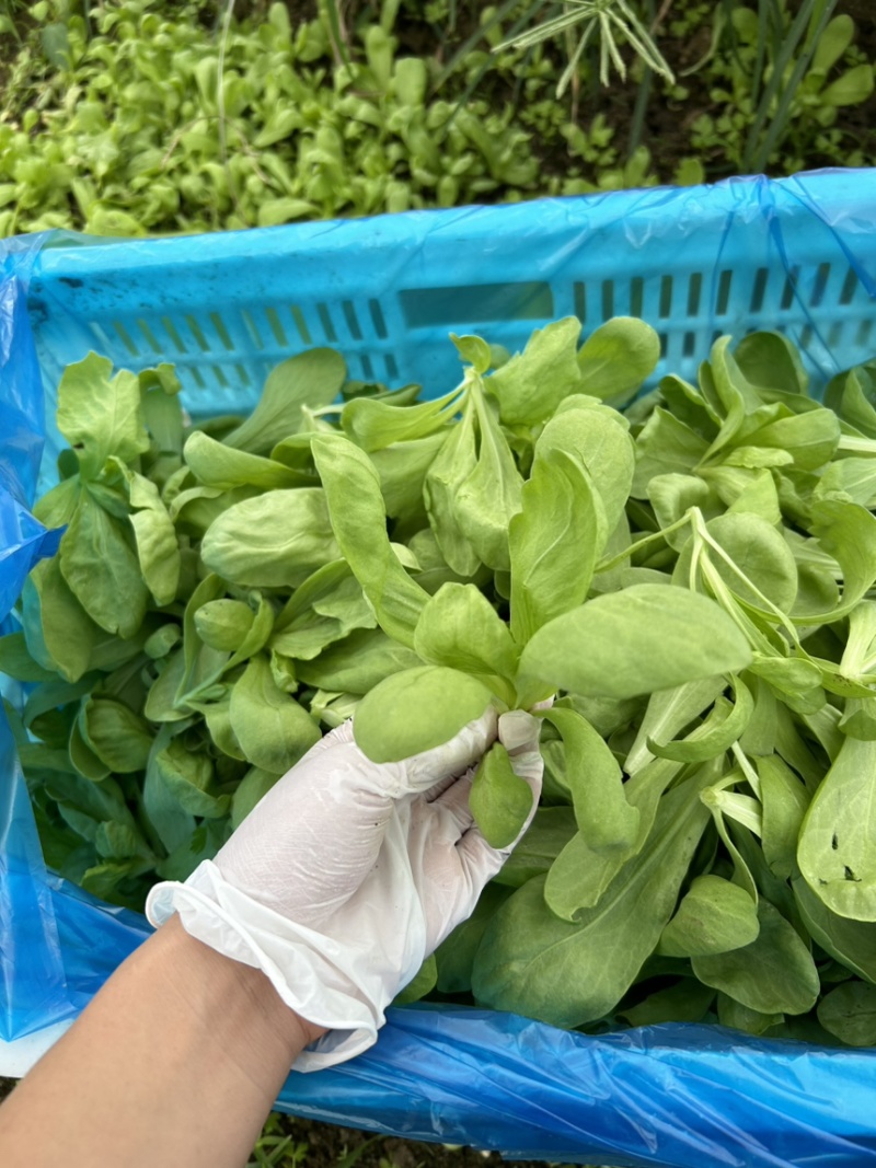 精品大叶茼蒿