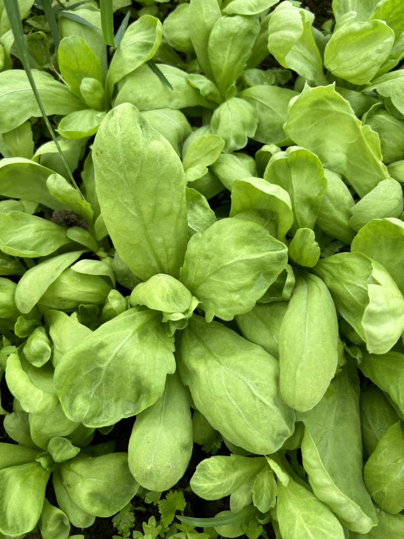 精品大叶茼蒿
