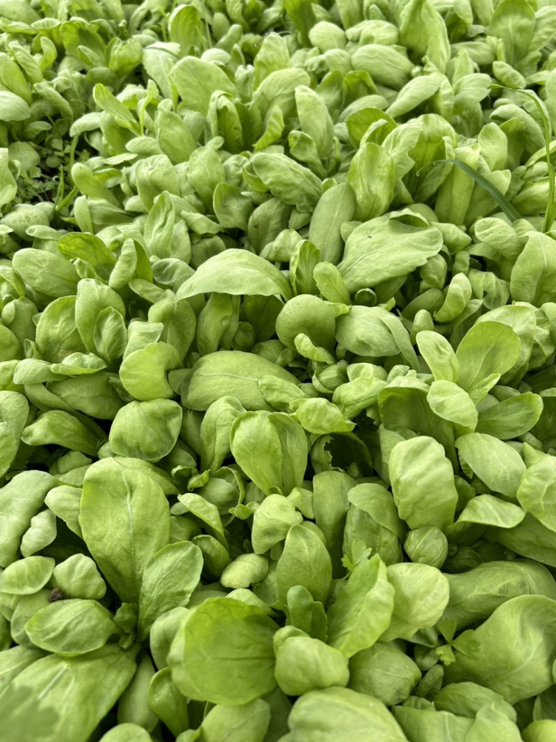 精品大叶茼蒿