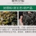 海藻精泡叶藻原粉酶解海藻酸生根壮苗抗逆增产着色增甜冲施