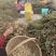 鲜花生