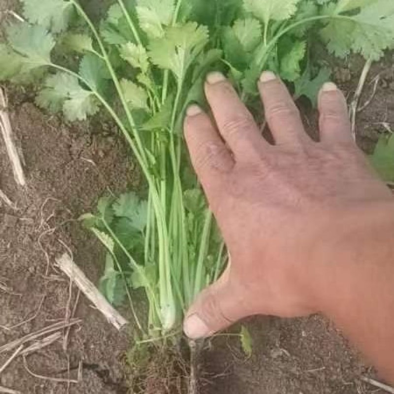大叶香菜