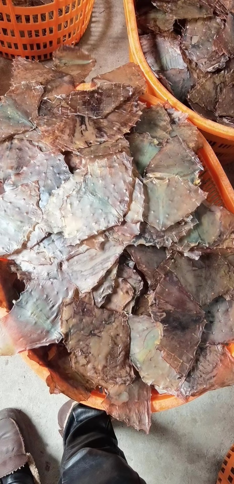 水发大鱿鱼须鱿鱼乌贼完整鱿鱼鱿鱼须新鲜大鱿鱼批发