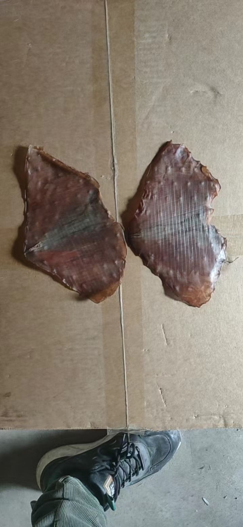 水发大鱿鱼须鱿鱼乌贼完整鱿鱼鱿鱼须新鲜大鱿鱼批发