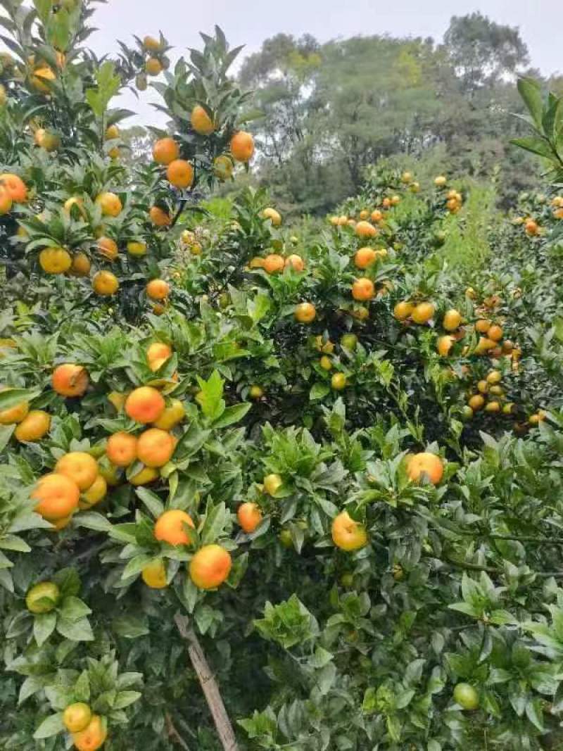 【推荐】广西桂林棉橘应季水果批发产地直供现摘现发