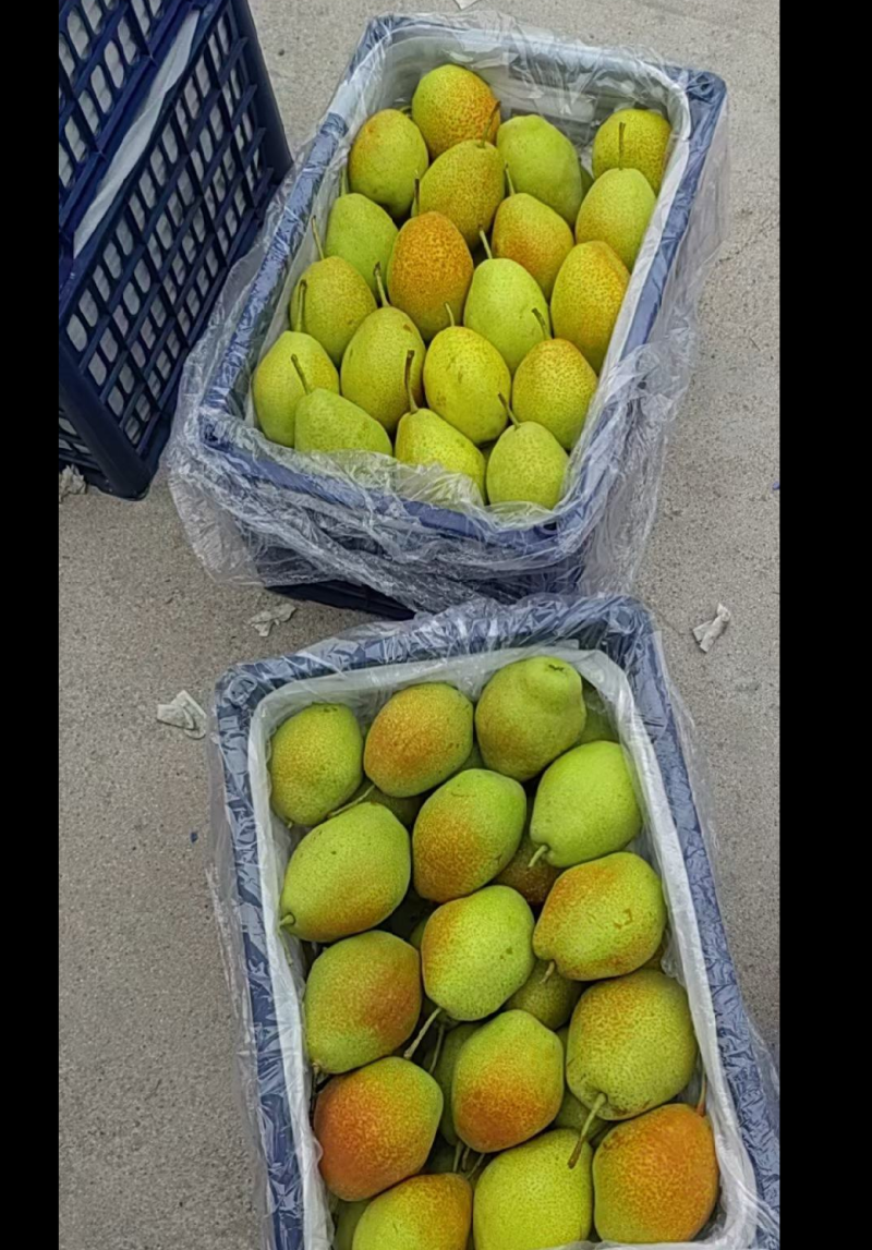 红香酥梨大量有货，可供应电商，社区团购，商超，市场货冷库