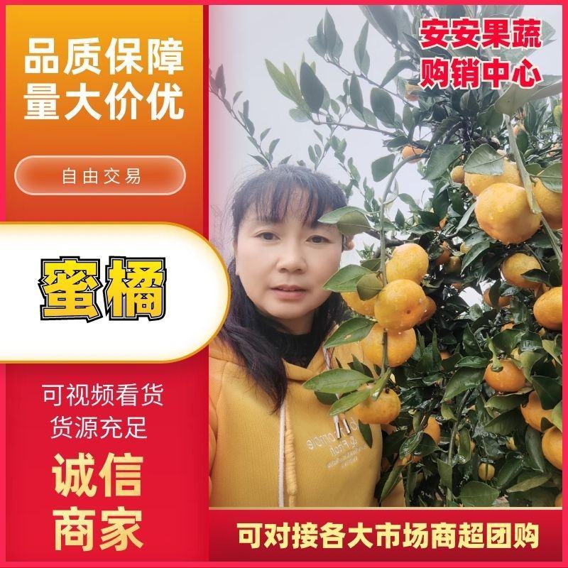 湖北特早熟蜜橘柑桔产地货源充足果园看货现摘现发欢迎来电
