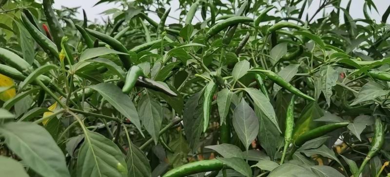 大果型艳红小米辣朝天椒辣椒种子抗病橘红鲜食发市场剁椒