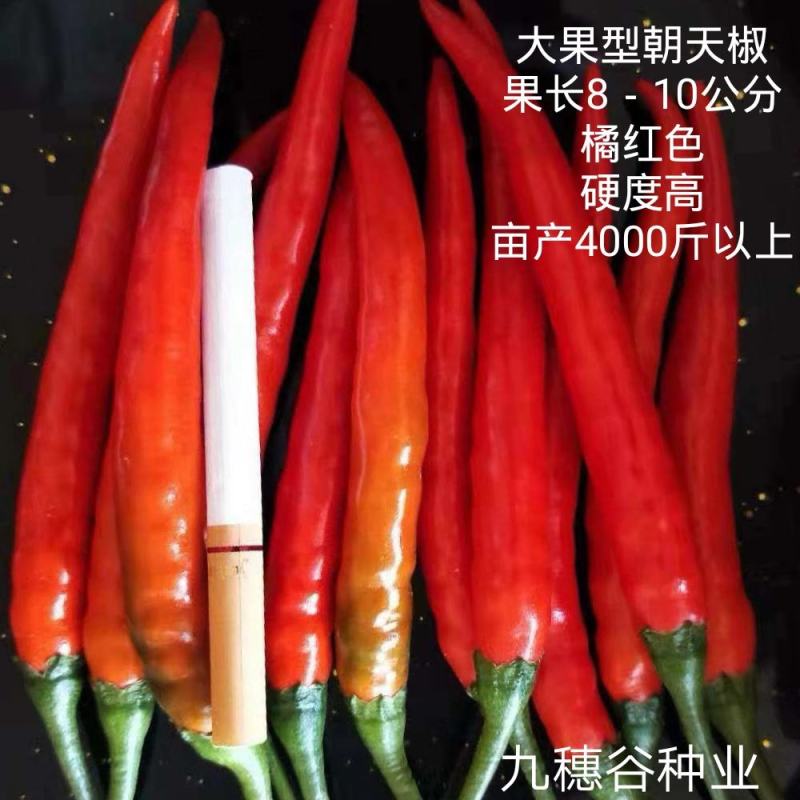 大果型艳红小米辣朝天椒辣椒种子抗病橘红鲜食发市场剁椒