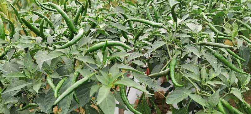 大果型艳红小米辣朝天椒辣椒种子抗病橘红鲜食发市场剁椒