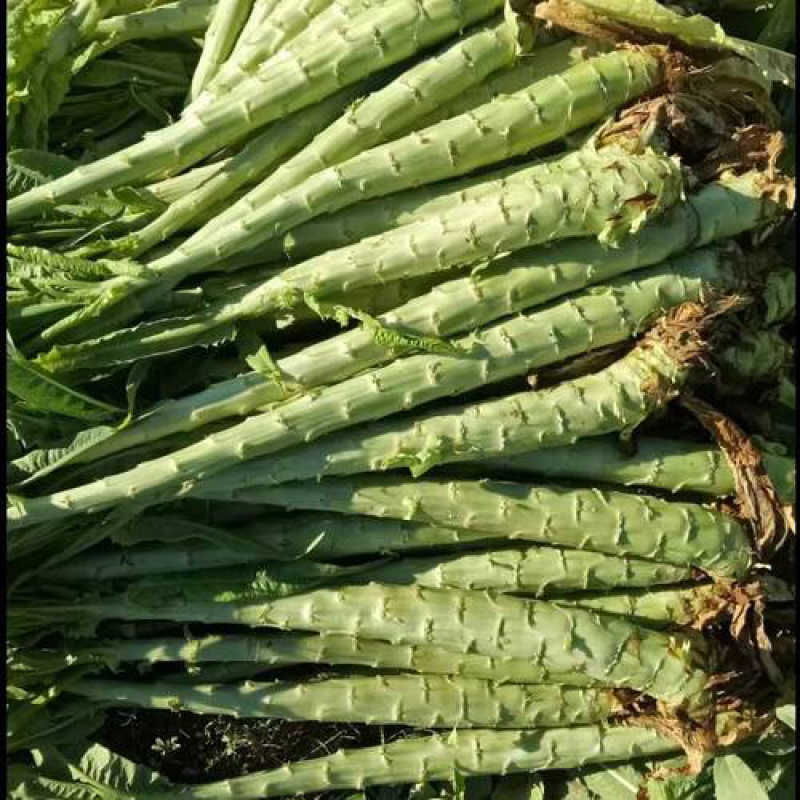 【推荐】红香叶莴苣杆子大量上市各大平台供货无空心品质保证