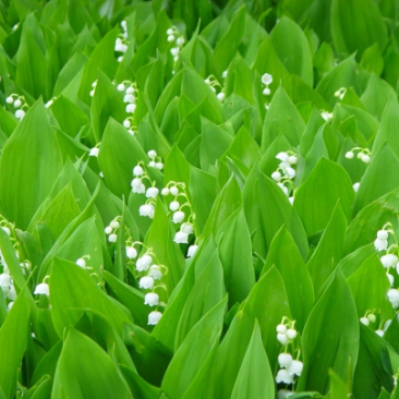 铃兰种芽产地直销批发零售价格优惠，数量充足