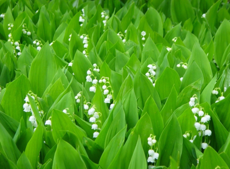 铃兰种芽产地直销批发零售价格优惠，数量充足