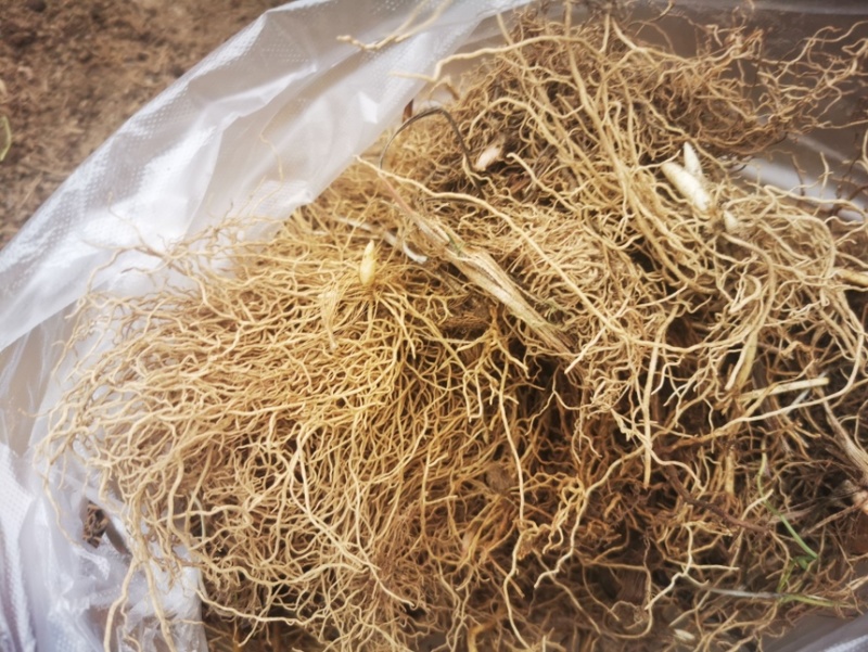 铃兰种芽产地直销批发零售价格优惠，数量充足