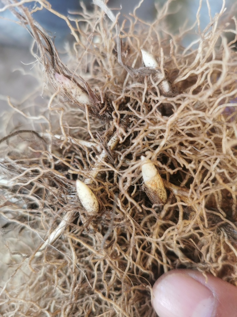 铃兰种芽产地直销批发零售价格优惠，数量充足
