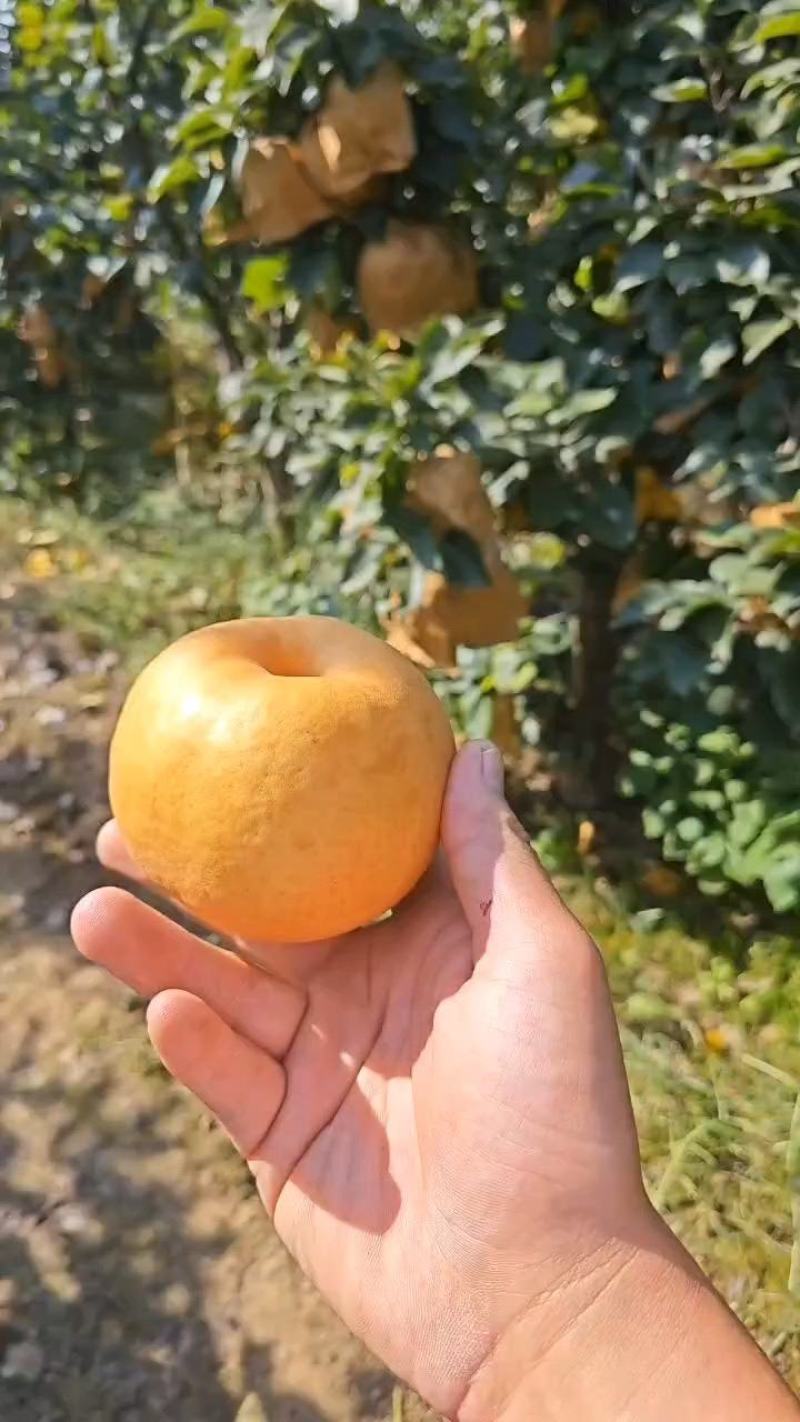【梨】晚秋黄梨河南晚秋黄梨皮薄多汁一手货源商超品质