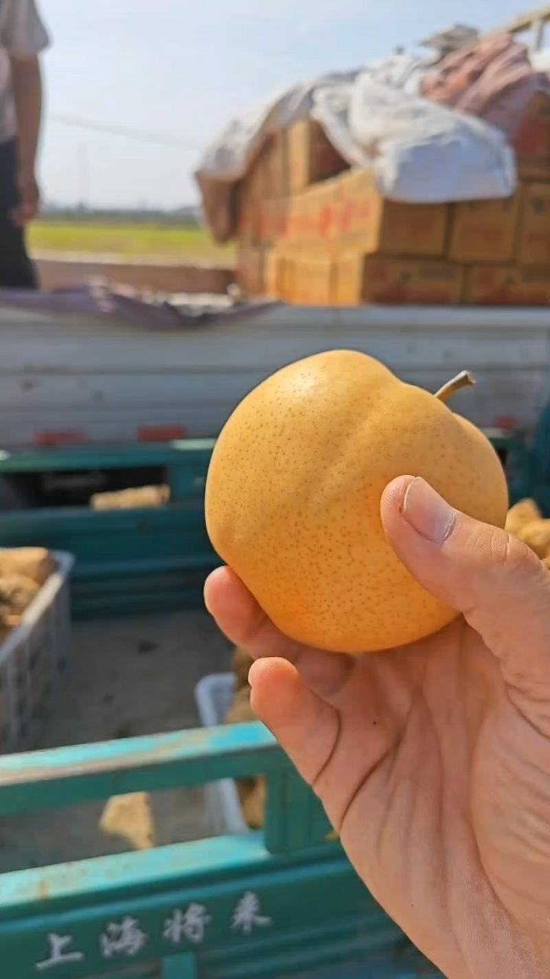 【梨】晚秋黄梨河南晚秋黄梨皮薄多汁一手货源商超品质