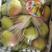 运城红香酥梨大量上市对接全国电商批发商社区团购
