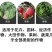 矿源加强型微量元素钙镁硫硼铁锰锌水溶肥果树蔬菜专用有机冲