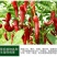 矿源加强型微量元素钙镁硫硼铁锰锌水溶肥果树蔬菜专用有机冲
