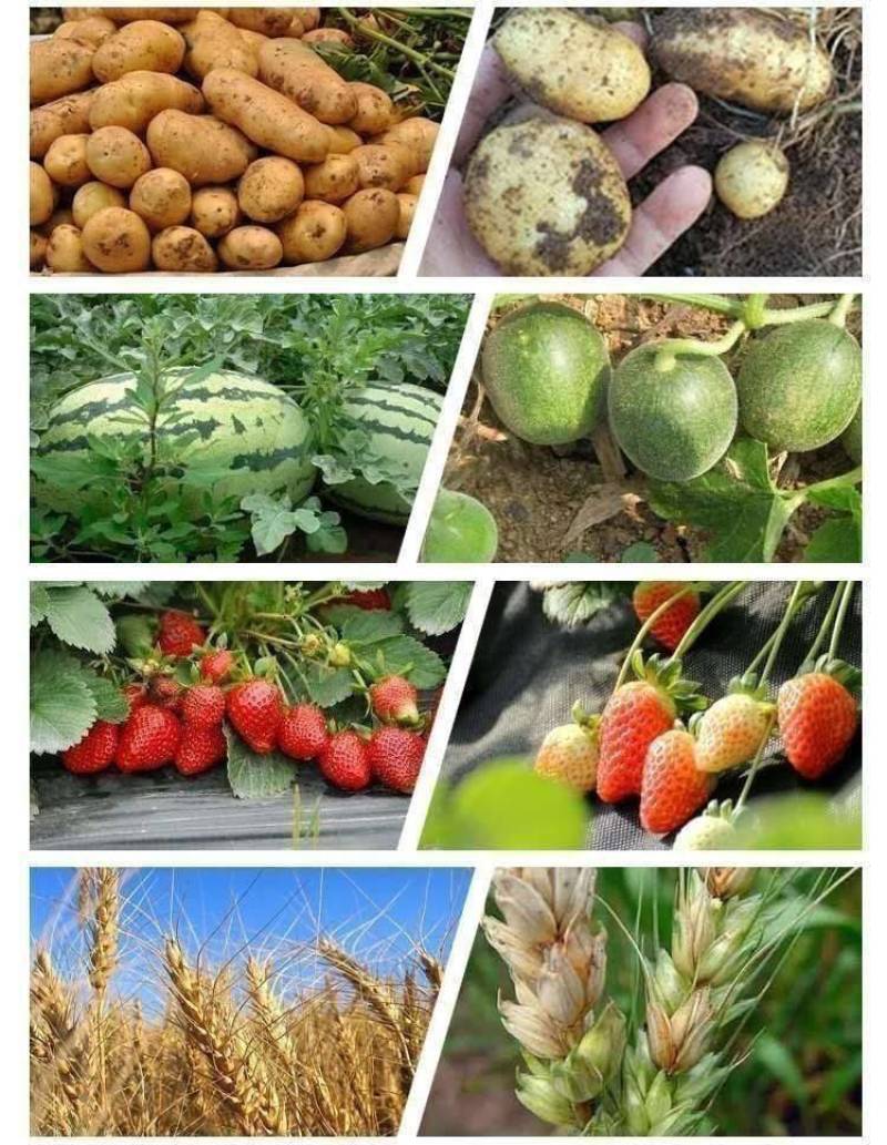 矿源加强型微量元素钙镁硫硼铁锰锌水溶肥果树蔬菜专用有机冲