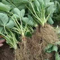 广西草莓苗基地供甜查理，华兰蒂，奶油草莓，红颜法兰低