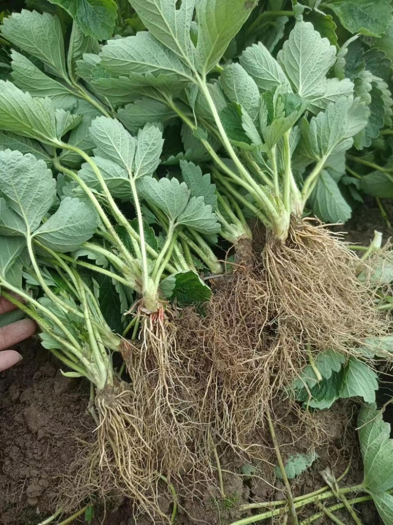 广西草莓苗基地供甜查理，华兰蒂，奶油草莓，红颜法兰低