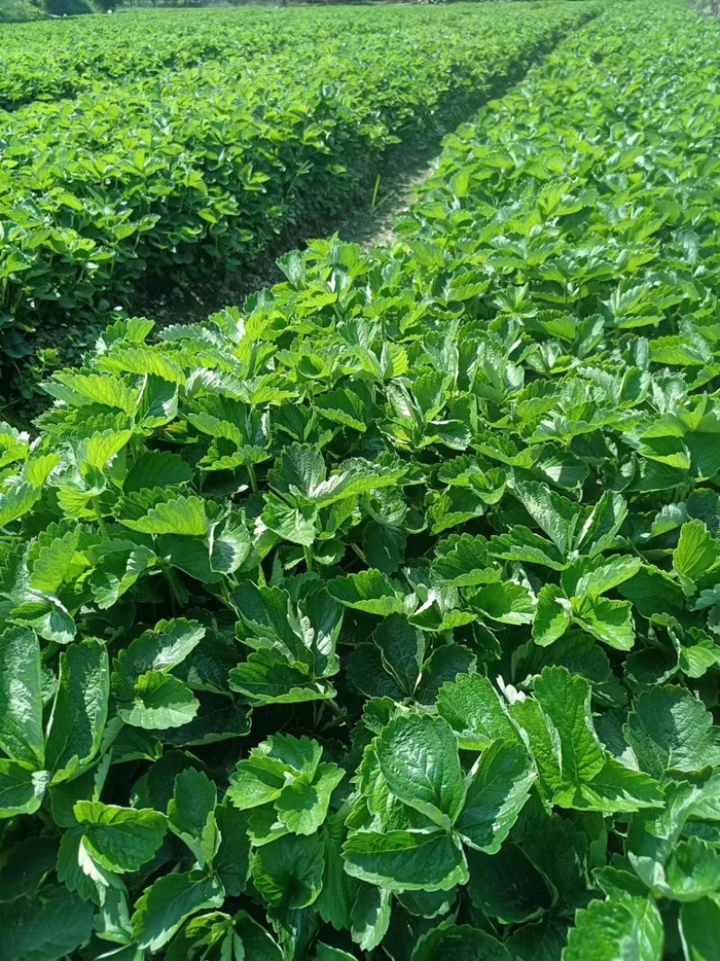 广西草莓苗基地供甜查理，华兰蒂，奶油草莓，红颜法兰低