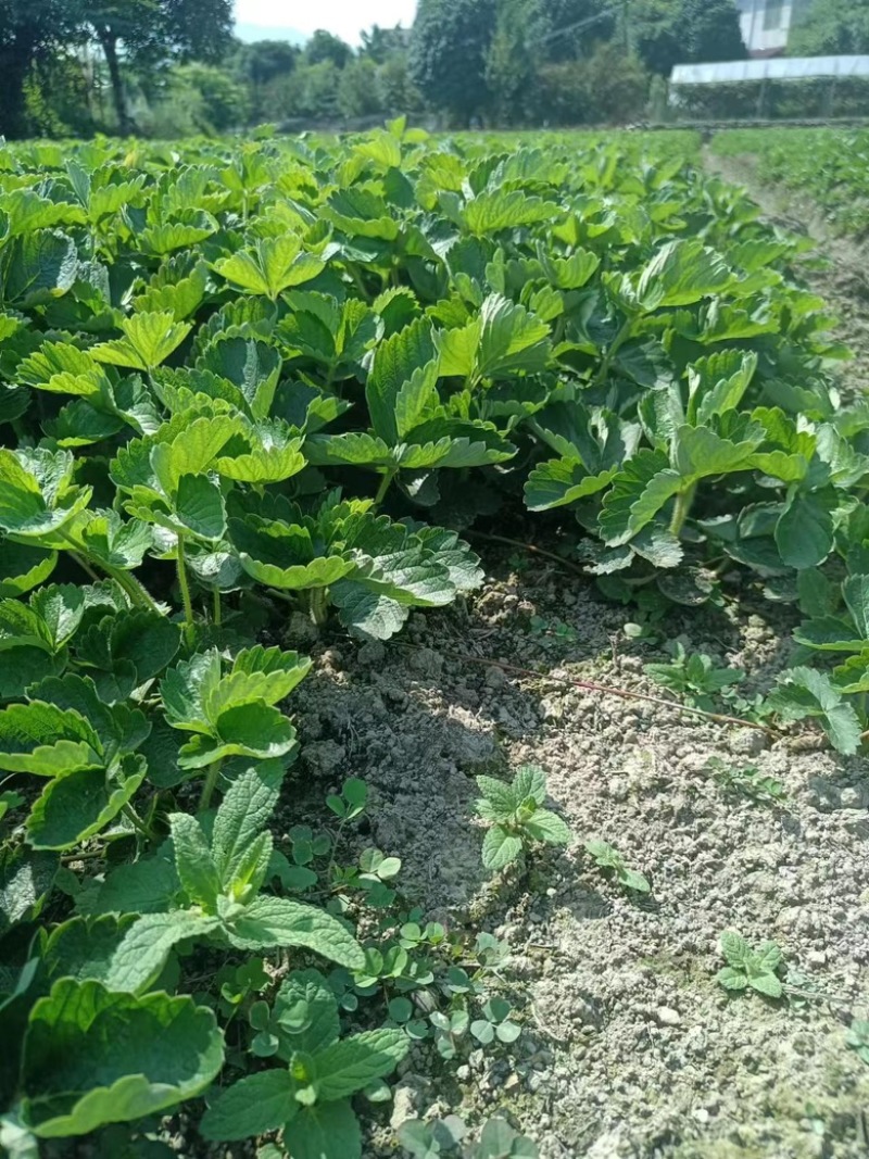 广西草莓苗基地供甜查理，华兰蒂，奶油草莓，红颜法兰低