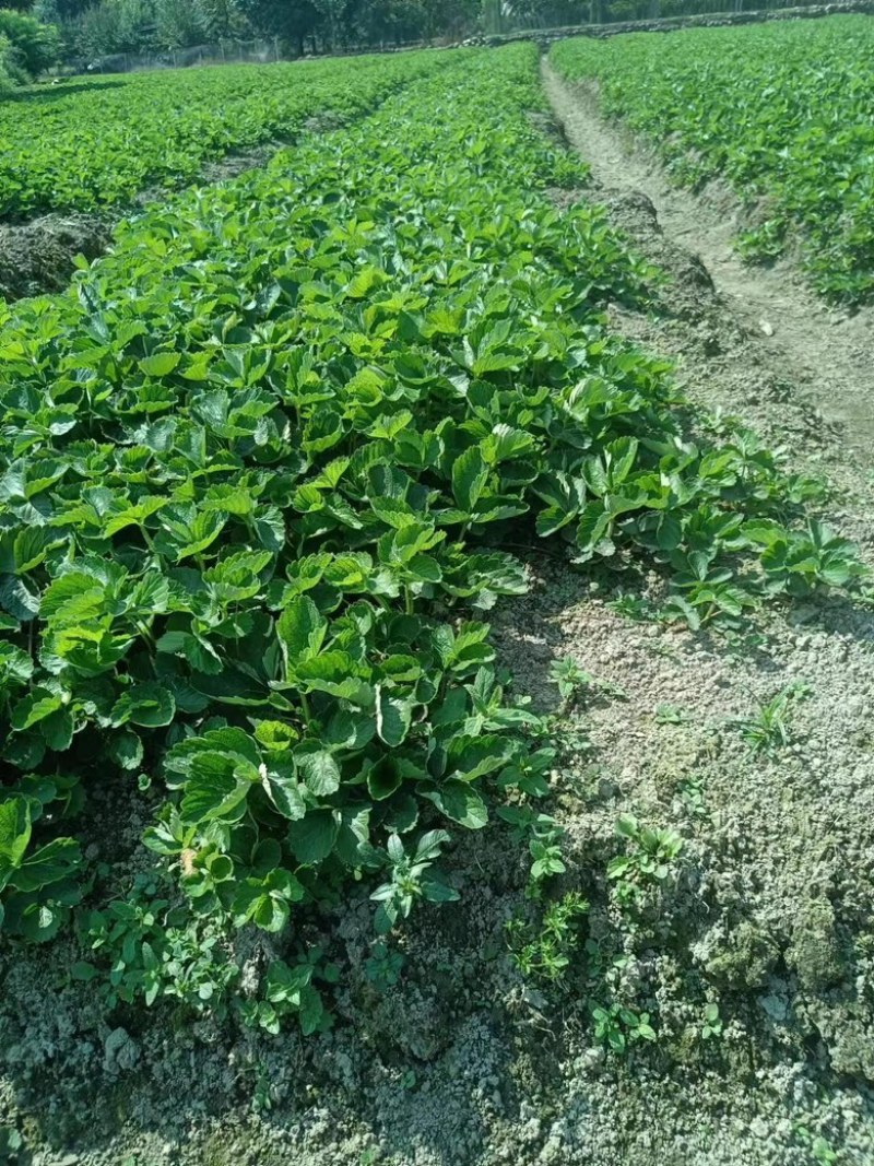 广西草莓苗基地供甜查理，华兰蒂，奶油草莓，红颜法兰低