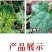 氨基寡糖素5%辣椒西红柿番茄病毒病晚疫病专用氨基糖寡糖素