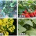 氨基寡糖素5%辣椒西红柿番茄病毒病晚疫病专用氨基糖寡糖素