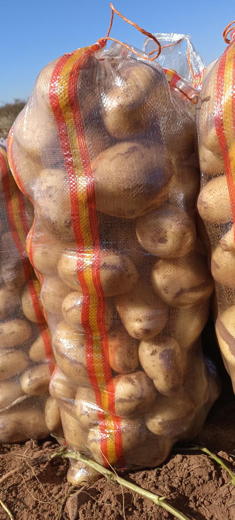 黄心土豆（v7沃土5号西森6号实验1号ev雪川红）
