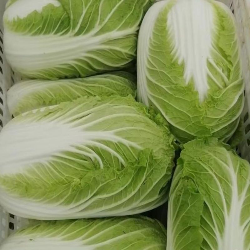 山东义和秋白菜大白菜供应保质保量对接全国采购商欢迎来电