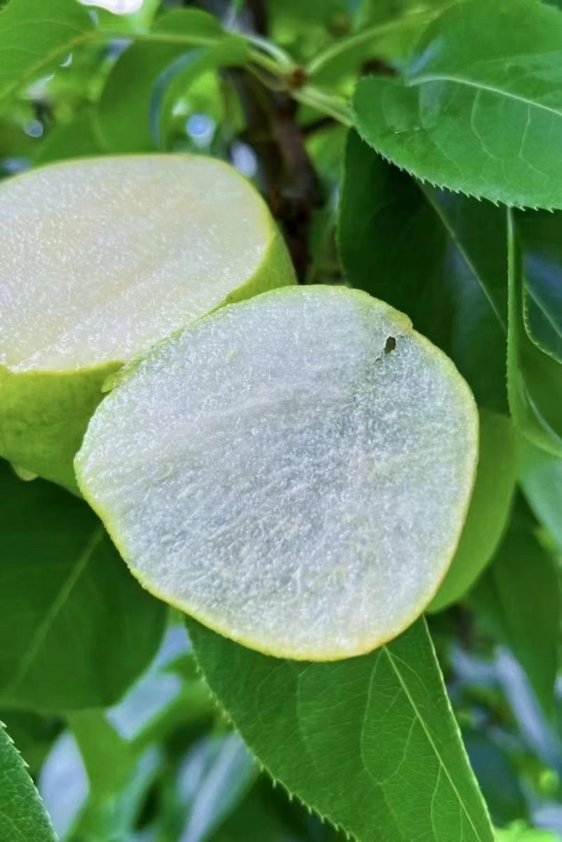 云南省宾川古树蜂糖梨高原品天然源自然味！