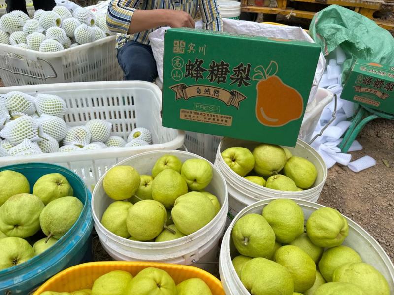 云南省宾川古树蜂糖梨高原品天然源自然味！