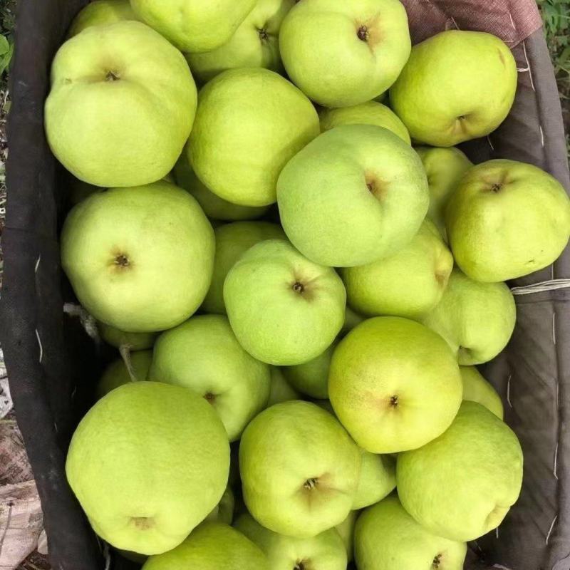 云南省宾川古树蜂糖梨高原品天然源自然味！